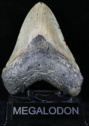 Megalodon Tooth - North Carolina #21671